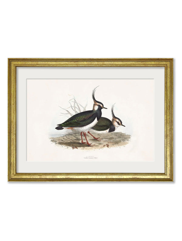 c.1837's British Coastal Birds