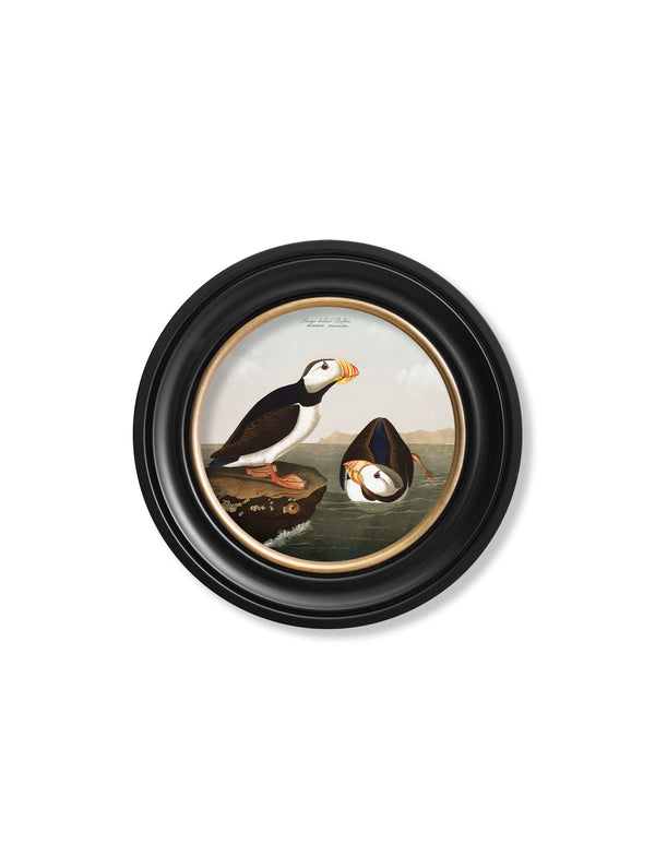 c.1838 Audubon's Puffins - Round Frame