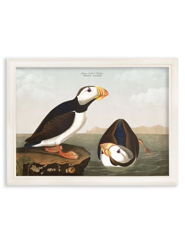 c.1838 Audubon's Puffins