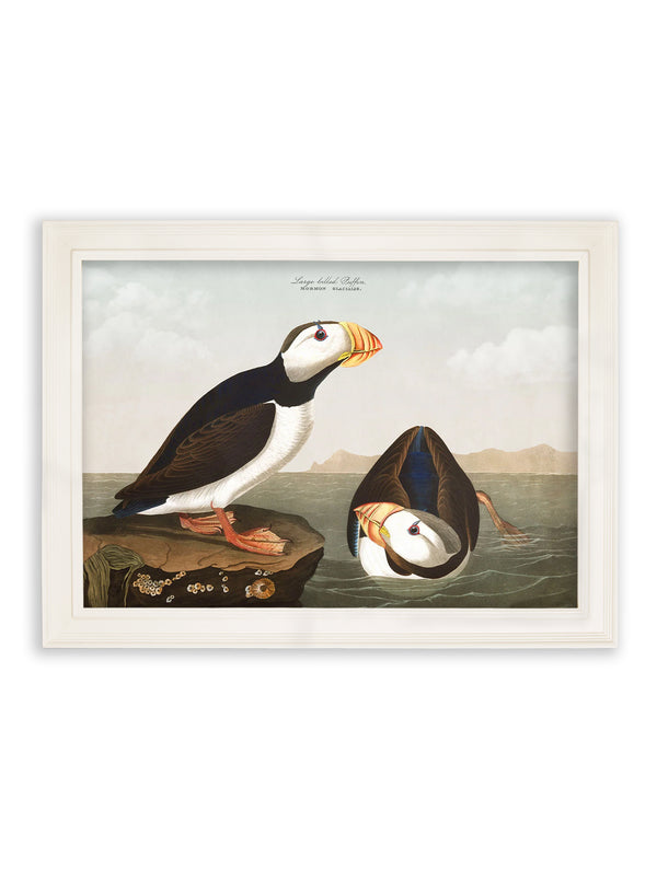 c.1838 Audubon's Puffins