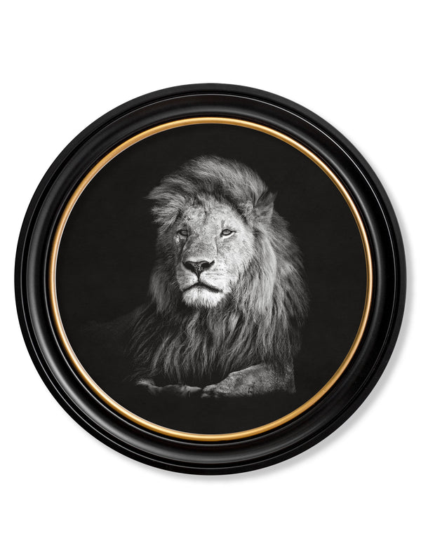 Wildlife Photography - Lion - Round Frame
