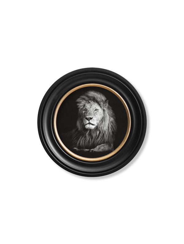 Wildlife Photography - Lion - Round Frame