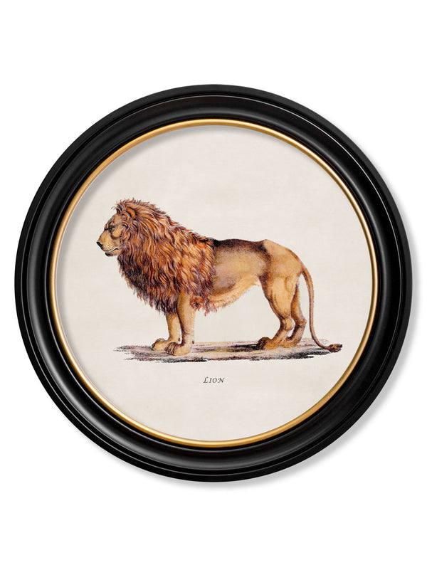c.1800s Lion & Lioness - Round Frames