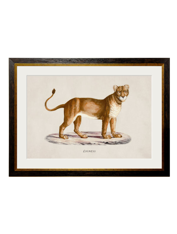 c.1800s Lion and Lioness