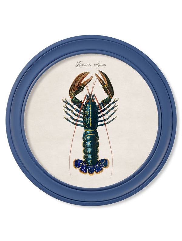 c.1876 Marine Lobster in Round Frames Blue