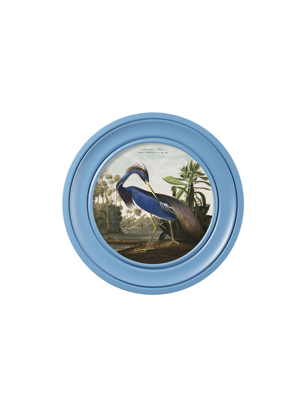 c.1838 Audubon's Louisana Heron in Blue Frame