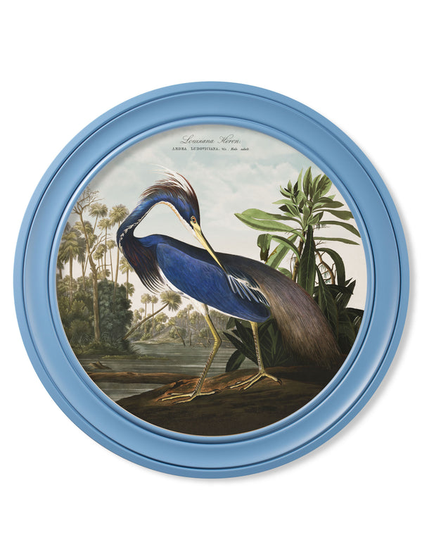 c.1838 Audubon's Louisana Heron in Blue Frame