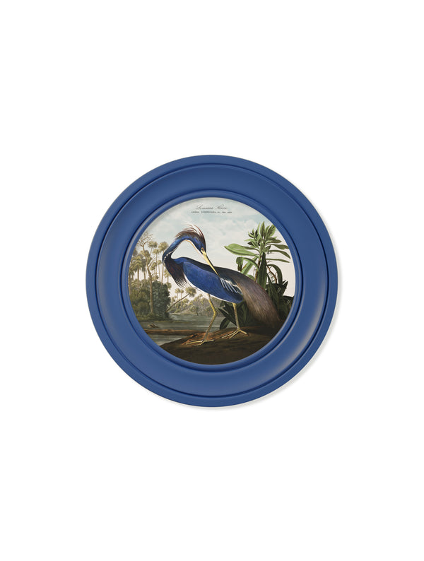 c.1838 Audubon's Louisana Heron in Blue Frame