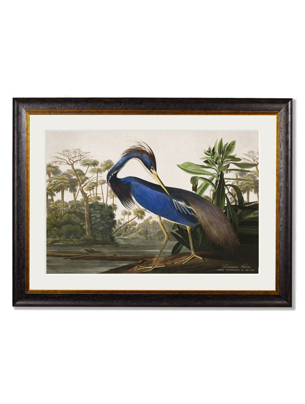 c.1838 Audubon's Herons