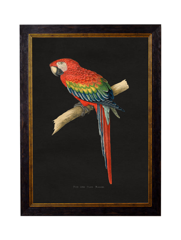 c.1884 Macaws - Dark Background