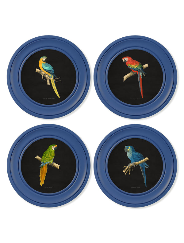 C.1884 Collection of Macaws in Round Frames Blue