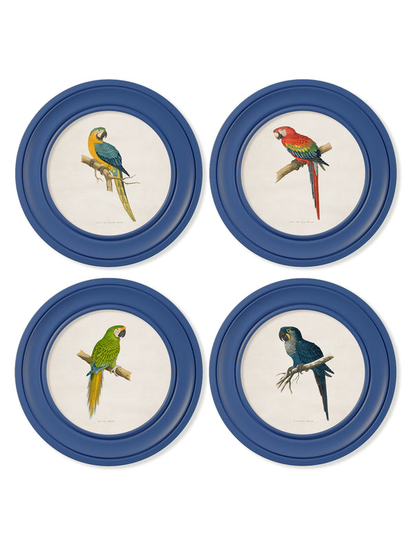 C.1884 Collection of Macaws in Round Frames Blue