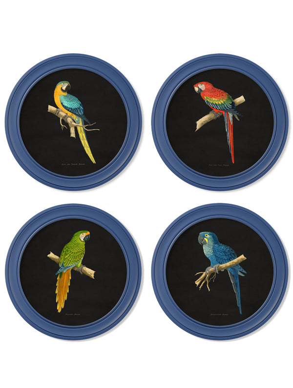 C.1884 Collection of Macaws in Round Frames Blue