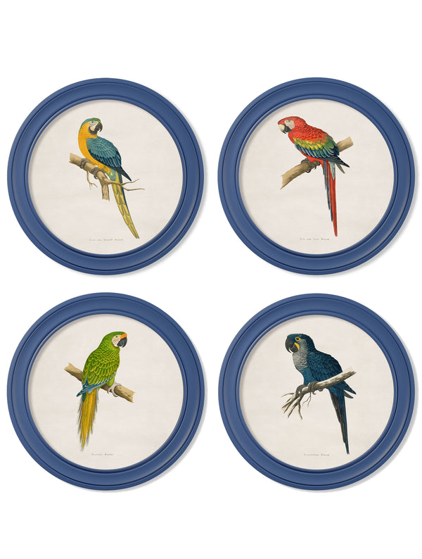 C.1884 Collection of Macaws in Round Frames Blue