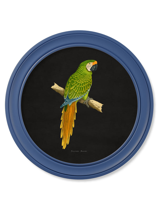 C.1884 Collection of Macaws in Round Frames Blue