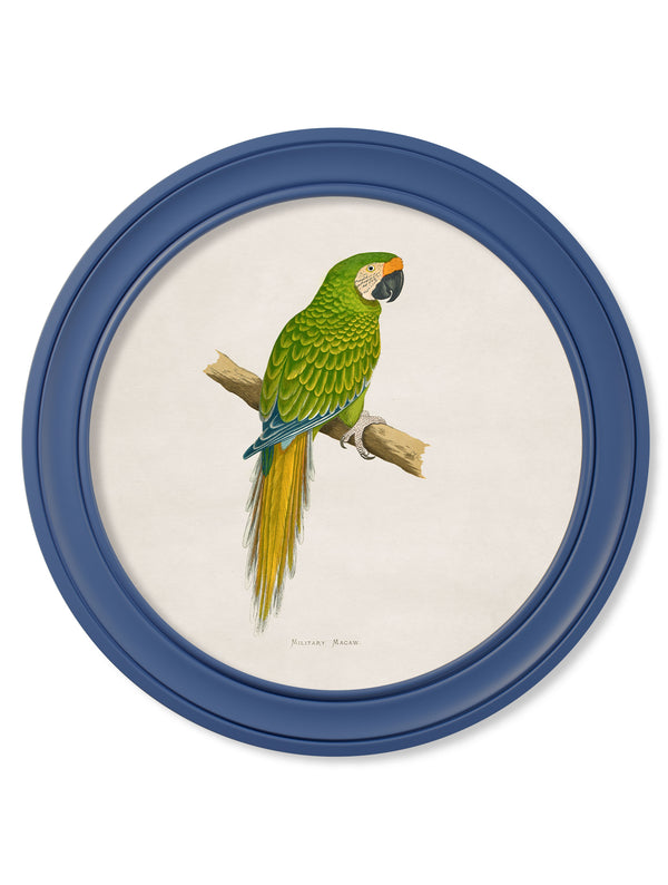 C.1884 Collection of Macaws in Round Frames Blue