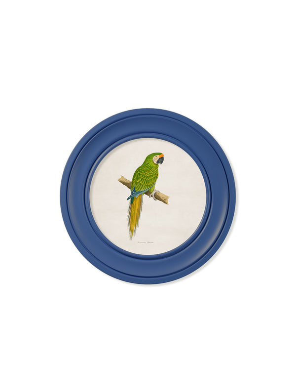 C.1884 Collection of Macaws in Round Frames Blue