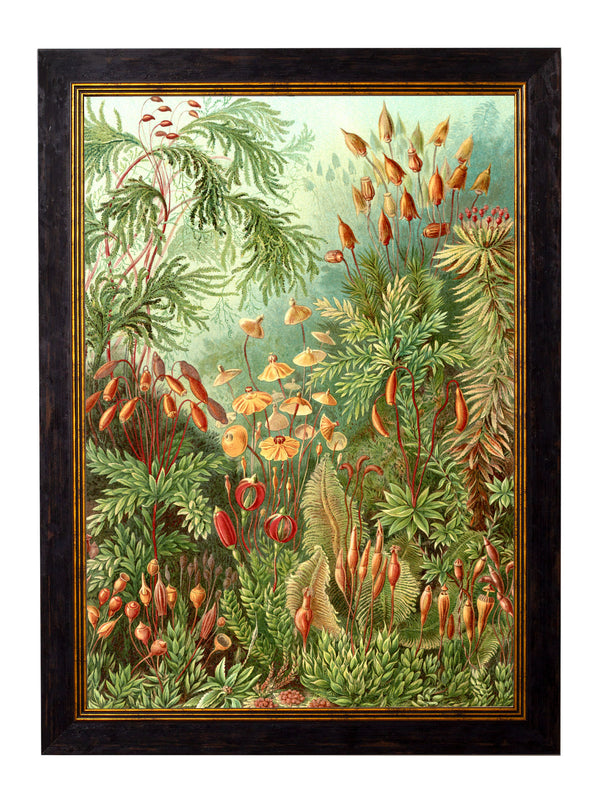 c.1904 Haeckel Flora