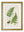 Collection of 6 Ferns