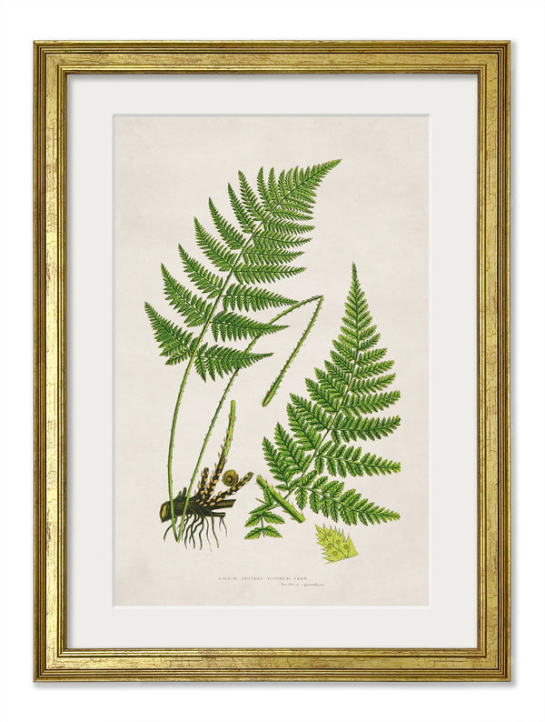 Collection of 6 Ferns