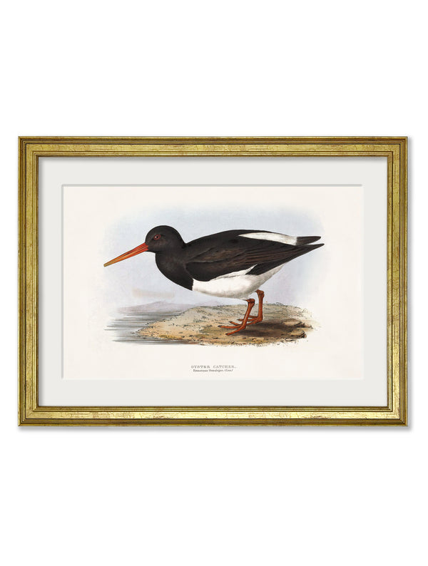 c.1837's British Coastal Birds
