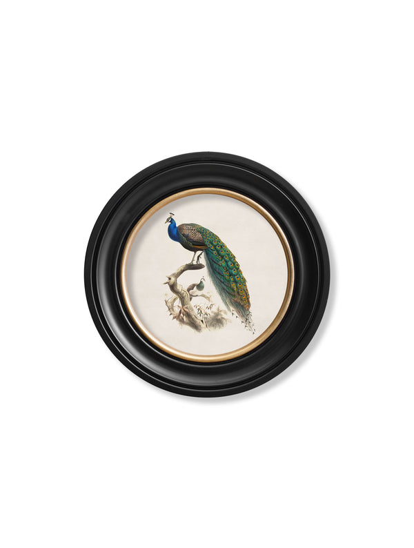 c.1800s Peacock in Round Frame