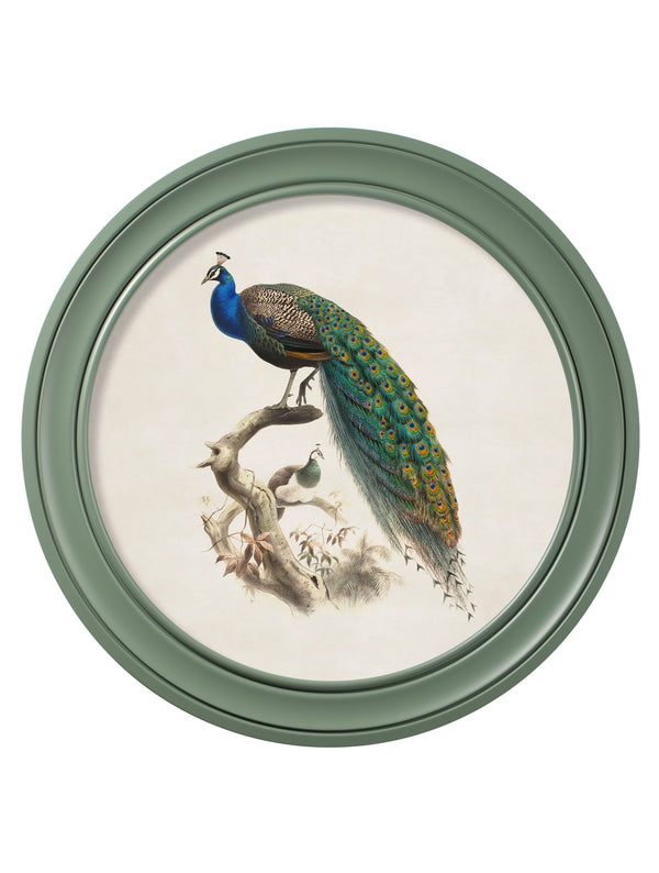 c.1800s Peacock in Green Round Frame