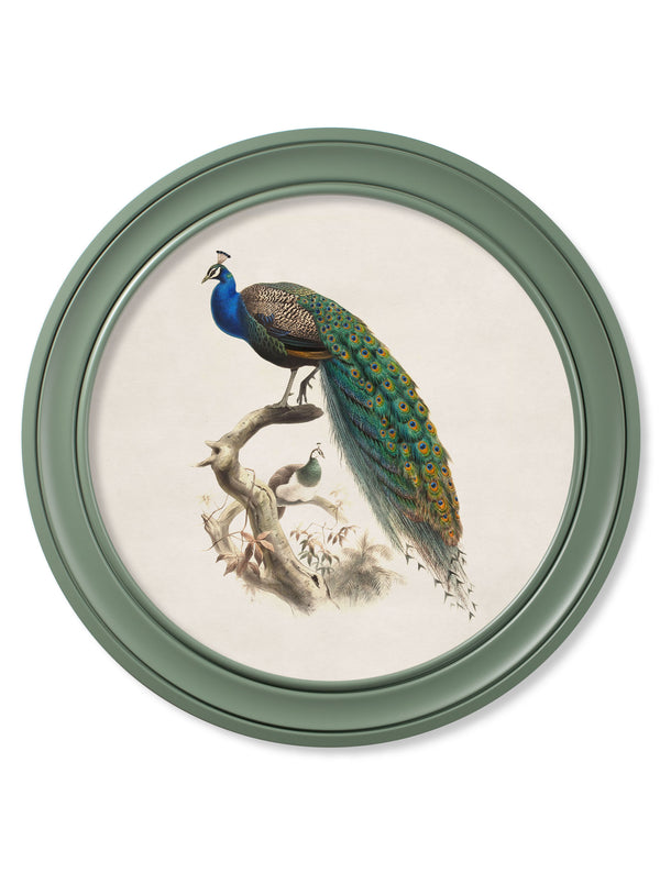 c.1800s Peacock in Green Round Frame