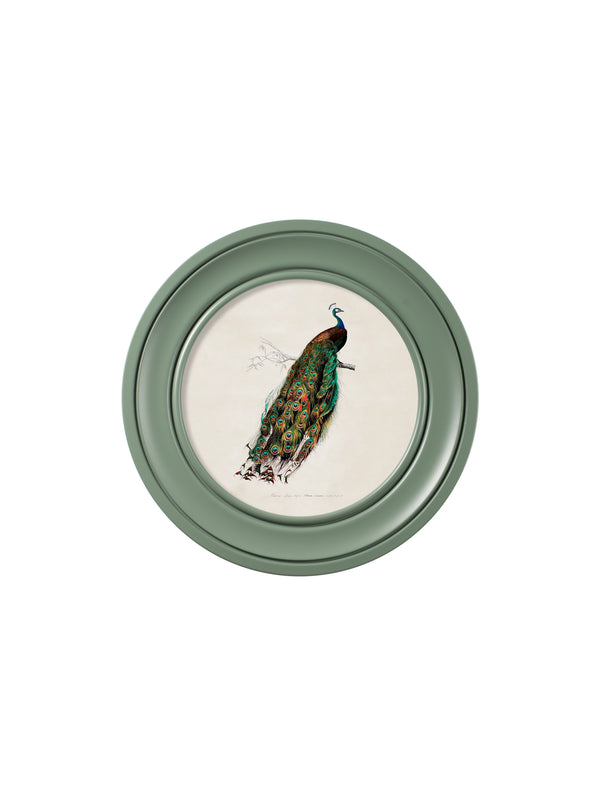 c.1800s Peacock in Green Round Frame Green