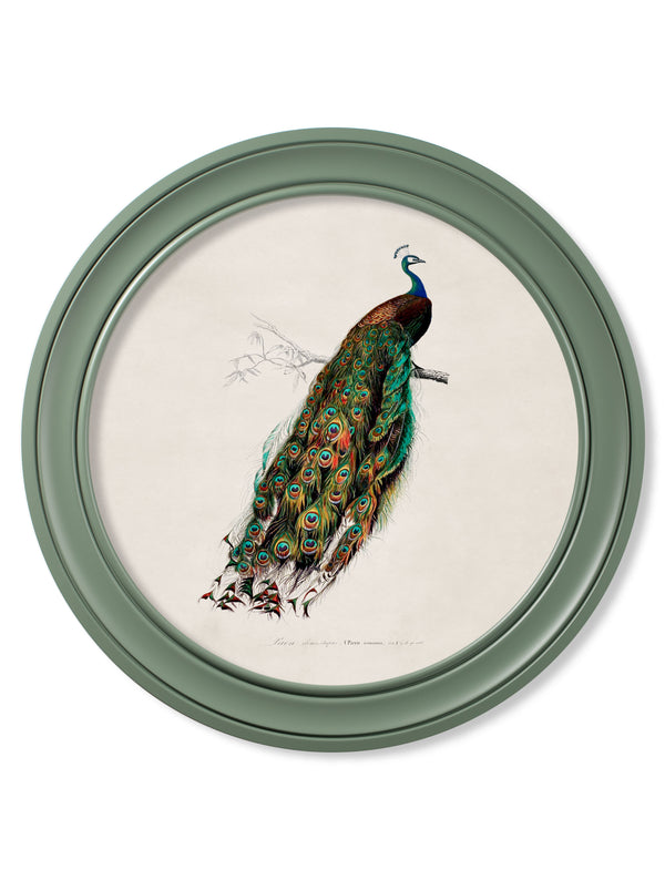 c.1800s Peacock in Green Round Frame Green