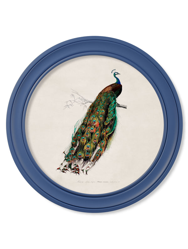 c.1847 Peacocks in Round Frames Light - Blue