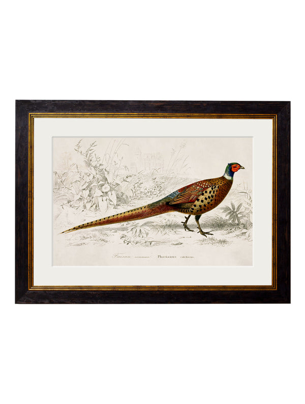 c.1850's Pheasant