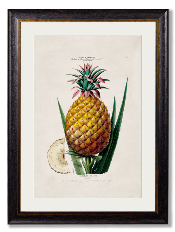 c.1843 Pineapple Plant