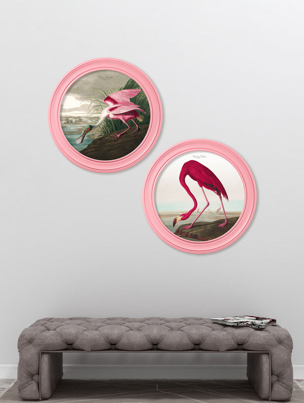 c.1838 Audubon's Flamingo in Pink Frame