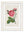 Rose Floral Illustrations