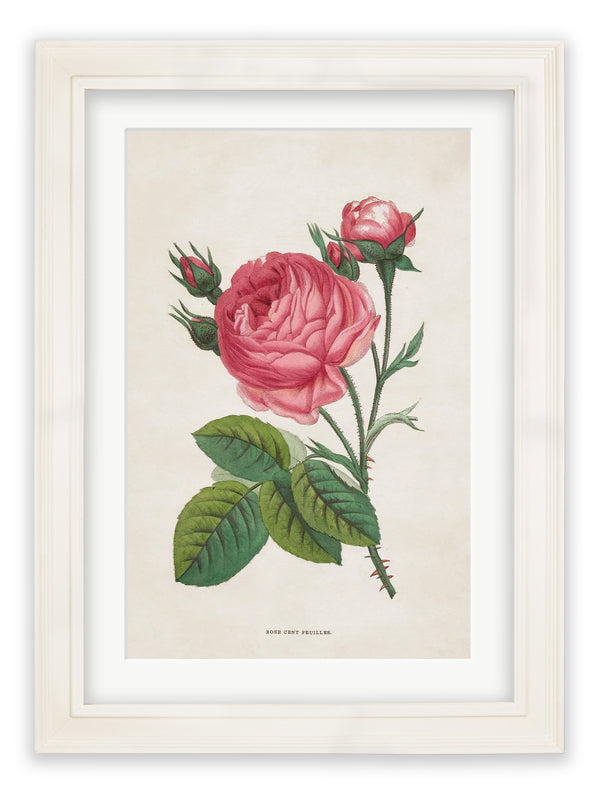 Rose Floral Illustrations
