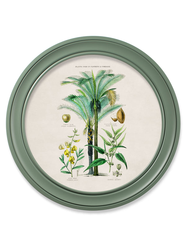 c.1877 Tropical Plants Used as Food and Clothing - Round Frame Green