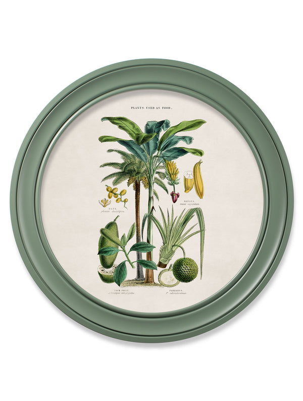 c.1877 Tropical Plants Used as Food and Clothing - Round Frame Green