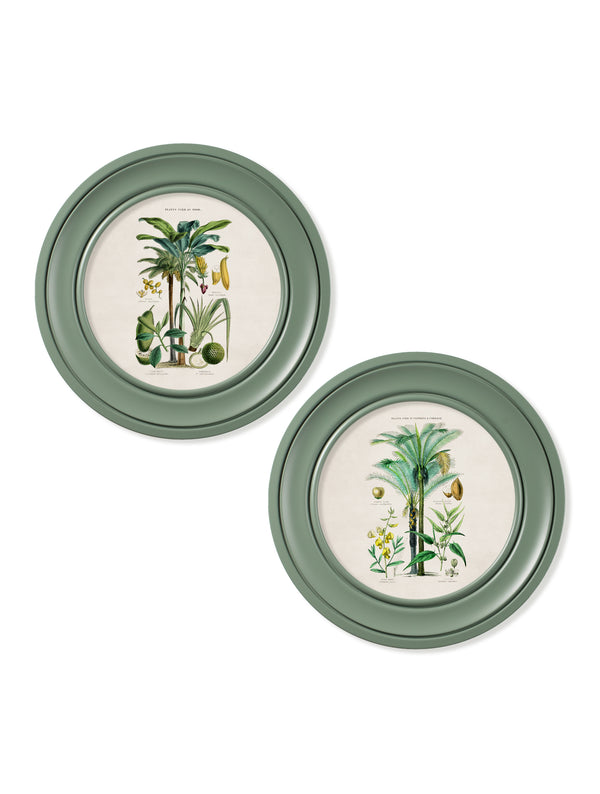 c.1877 Tropical Plants Used as Food and Clothing - Round Frame Green