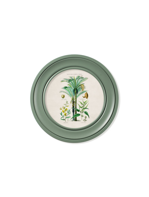 c.1877 Tropical Plants Used as Food and Clothing - Round Frame Green