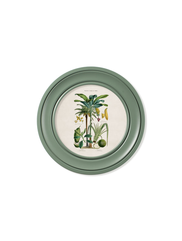 c.1877 Tropical Plants Used as Food and Clothing - Round Frame Green