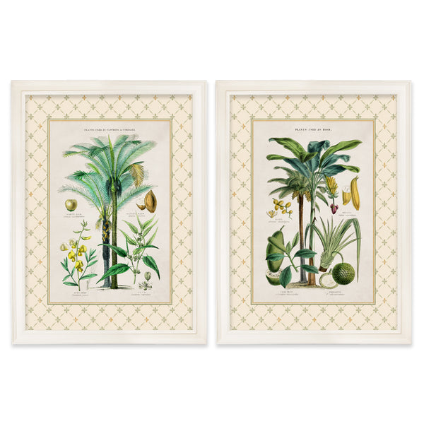 c.1877 Plants Used as Food and Clothing with Trellis Mount - Cream Hurstwood Frame