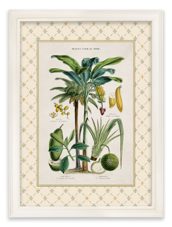 c.1877 Plants Used as Food and Clothing with Trellis Mount - Cream Hurstwood Frame