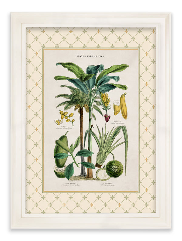 c.1877 Plants Used as Food and Clothing with Trellis Mount - Cream Hurstwood Frame