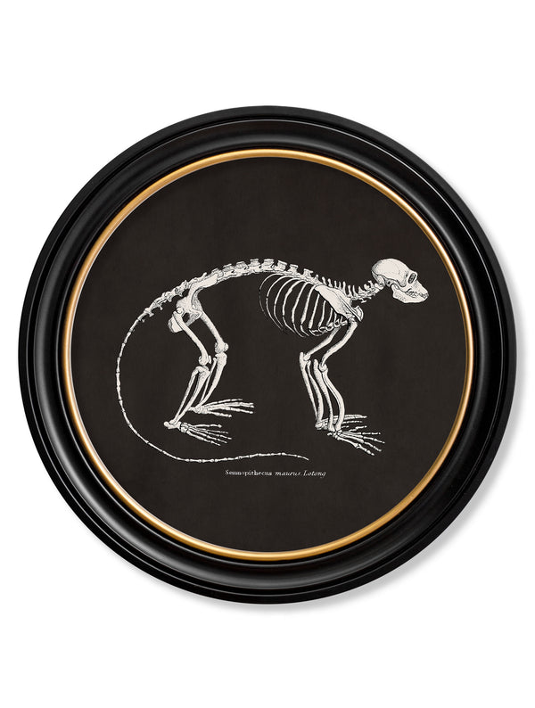 c.1870 Anatomical Skeletons - Dark - Round Frames