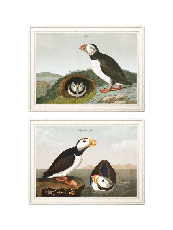 c.1838 Audubon's Puffins