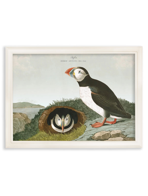 c.1838 Audubon's Puffins