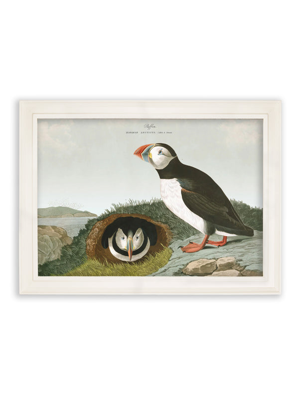 c.1838 Audubon's Puffins
