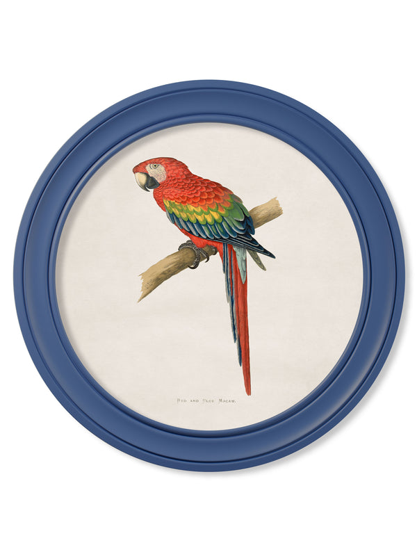 C.1884 Collection of Macaws in Round Frames Blue