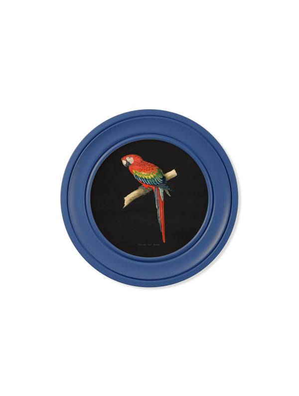 C.1884 Collection of Macaws in Round Frames Blue